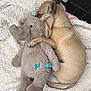 Koby is registered to the contest to win money with this photo: dog, puppy, plush_toy, elephant, stuffed_animal, blanket, sleeping, cuddle, cozy, fur, pet, cute, nap, resting, small_dog, soft_texture, indoors, animal, companion, relaxation