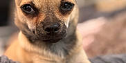 Koby is registered to the contest to win money with this photo: dog, chihuahua, pet, close_up, animal, cute, ears, face, fur, paw, blanket, indoor, resting, mammal, domestic_animal, small_dog, looking, portrait, relaxed, furry