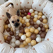 Koby is registered to the contest to win money with this photo: dog, puppy, inflatable_pool, plastic_balls, brown_balls, white_balls, yellow_balls, pink_ball, indoor, cute, small_dog, looking_up, ears_up, pet, playful, animal, toy, soft_pool, patterned_pool, alert