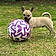 Koby