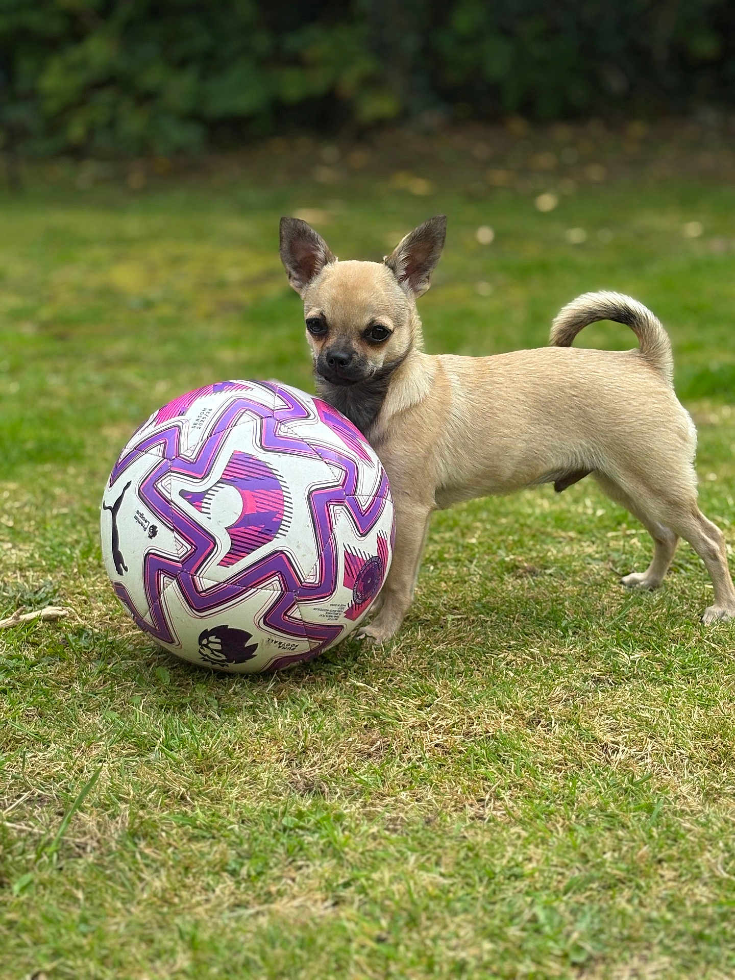 Koby joined the competition — help win amazing prizes! dog, puppy, soccer_ball, grass, outdoor, animal, pet, tan, small_dog, cute, playful, nature, fur, ears, tail, standing, green, sport, toy, background_blur
