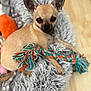 Koby joined the competition — help win amazing prizes! dog, chihuahua, pet, small_dog, toy, rope_toy, bed, fluffy_bed, indoor, wooden_floor, cute, animal, ears, looking_at_camera, tan_dog, playing, resting, fur, companion, domestic_animal