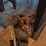 dog, small_dog, brown_fur, fluffy, leash, wooden_floor, table, chair_legs, indoor, pet, animal, cute, looking_up, shadow, floor, domestic, companion, expression, ears, eyes