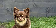 Kiki joined the competition — help win amazing prizes! dog, chihuahua, brown_dog, small_dog, grass, outdoor, pet, animal, fence, garden, plant, fur, cute, sitting, canine, backyard, nature, daylight, portrait, mammal
