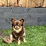 dog, chihuahua, brown_dog, small_dog, grass, outdoor, pet, animal, fence, garden, plant, fur, cute, sitting, canine, backyard, nature, daylight, portrait, mammal