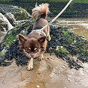Kiki joined the competition — help win amazing prizes! dog, small_dog, leash, beach, rock, seaweed, sand, water, wet_sand, outdoor, nature, pet, animal, brown_dog, curious, walking, coast, seaside, daylight, exploring