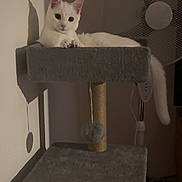 Poppy a rejoint le concours — aidez-le/la à gagner de superbes lots ! cat, white_cat, cat_tree, indoor, pet, feline, relaxed, looking, shadow, fan, home, cozy, fur, animal, resting, paw, ears, tail, furniture, room