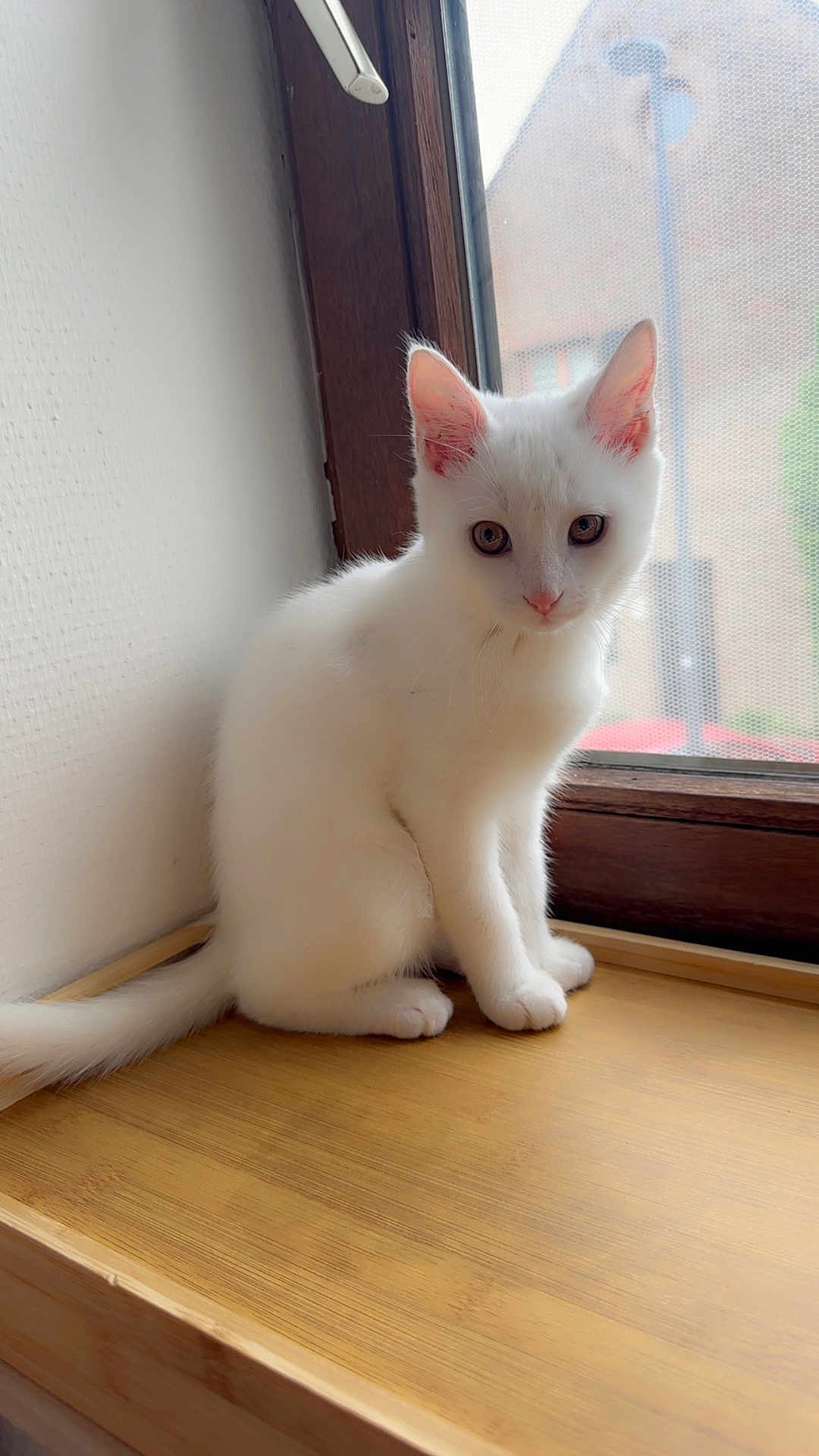 Poppy participe au concours pour gagner de l'argent avec cette photo : cat, kitten, white_cat, windowsill, window, wood, indoor, pet, animal, feline, young_cat, curious, sitting, fur, ears, whiskers, natural_light, mesh_screen, quiet, domestic