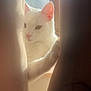 Poppy participe au concours pour gagner de l'argent avec cette photo : cat, white_cat, curtain, paw, window, sunlight, indoor, pet, animal, soft_light, cozy, feline, looking, resting_paw, closeup, domestic_cat, quiet, peaceful, home, quiet_moment