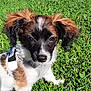 Maverick is registered to the contest to win money with this photo: dog, puppy, pet, animal, grass, outdoor, sunlight, fur, ears, harness, cute, small, brown, white, black, nature, closeup, face, sitting, young
