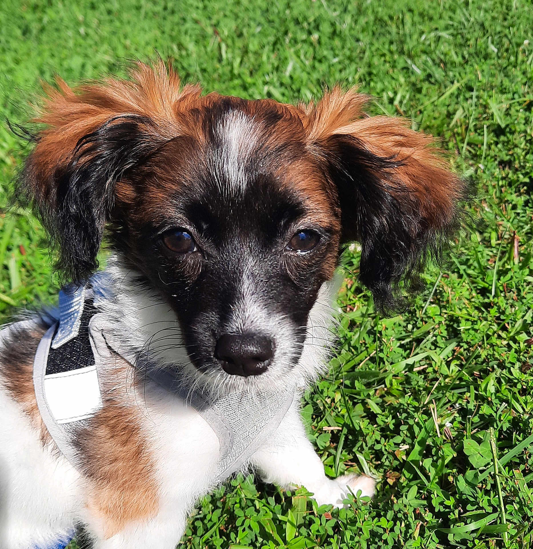 Maverick is registered to the contest to win money with this photo: dog, puppy, pet, animal, grass, outdoor, sunlight, fur, ears, harness, cute, small, brown, white, black, nature, closeup, face, sitting, young