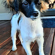 Maverick is registered to the contest to win money with this photo: dog, small_dog, puppy, animal, pet, fur, ears, wooden_deck, outdoor, standing, close_up, black_and_white, curious, canine, portrait, young_dog, alert, companion, domestic_animal, front_legs