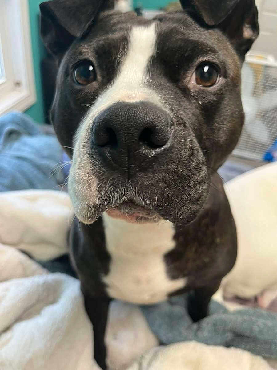 Gemma