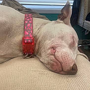 Jade is registered to the contest to win money with this photo: dog, sleeping, collar, pink, heart_pattern, blanket, indoor, window, blinds, resting, pet, closeup, relaxation, canine, furniture, nose, ear, comfort, domestic, quiet