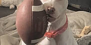 Jade joined the competition — help win amazing prizes! dog, white_dog, football, indoor, blanket, plush_toy, pet, collar, curious, animal, cozy, furniture, room, carpet, soft_lighting, relaxed, toy, pet_bed, cute, companion