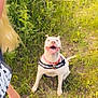 Jade joined the competition — help win amazing prizes! dog, grass, outdoor, happy, pet, smiling, person_partial, blonde_hair, harness, collar, tongue_out, nature, greenery, joy, casual_clothing, heart_sticker, playful, daylight, animal, canine