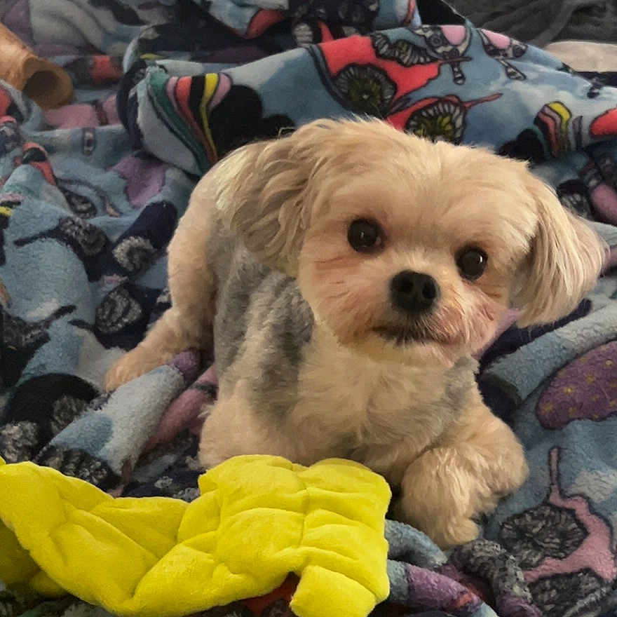 Archie is registered to the contest to win money with this photo: animal, bed, bedding, blanket, colorful, comfort, cozy, cute, dog, ears, face, fur, indoor, looking, pet, plush_toy, portrait, resting, small_dog, toy