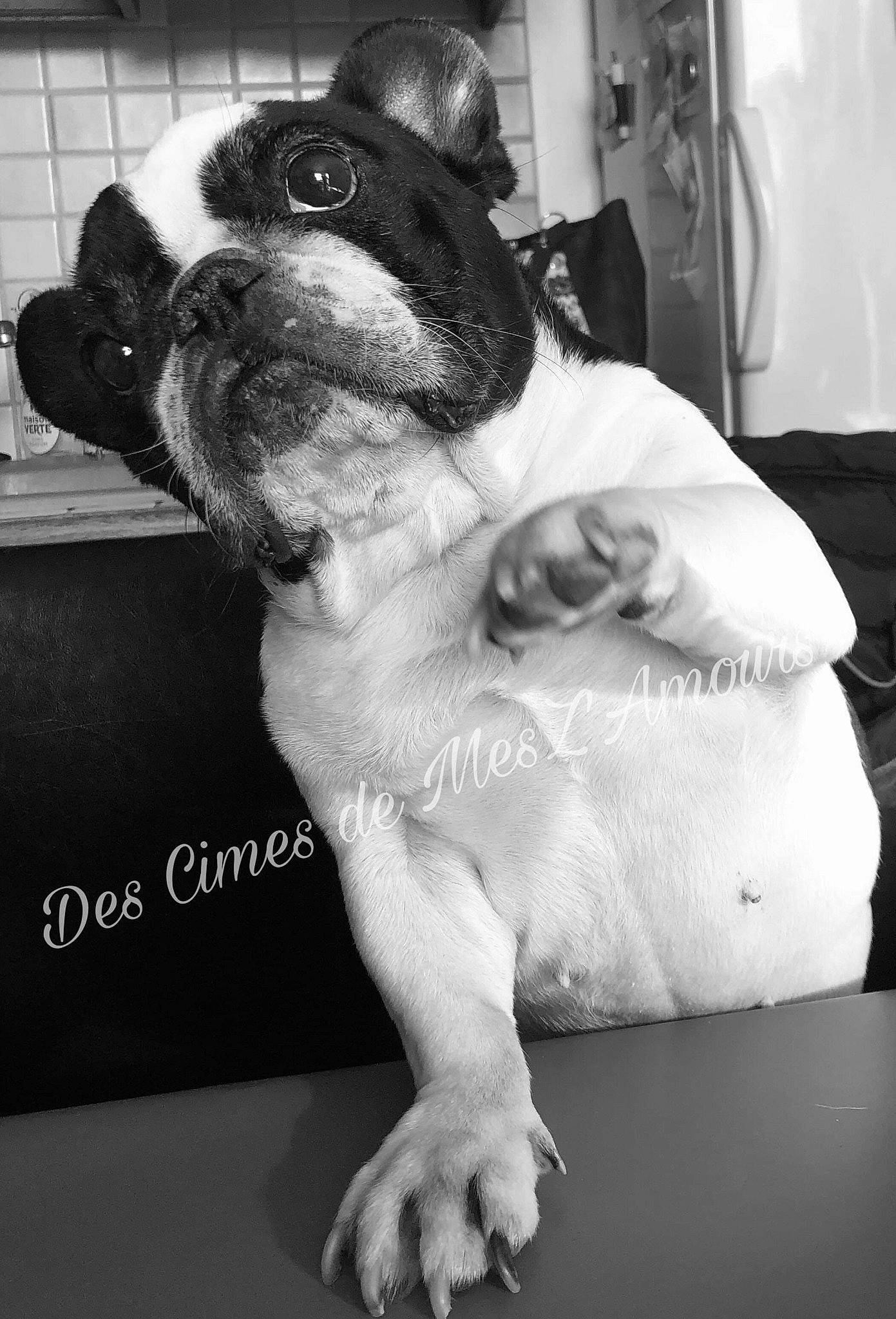 Holly-wood participe au concours pour gagner de l'argent avec cette photo : boston_terrier, bulldog, canidae, carnivore, companion_dog, dog, dog_breed, fawn, french_bulldog, mammal, non_sporting_group, olde_english_bulldogge, puppy, snout, sporting_group, toy_bulldog