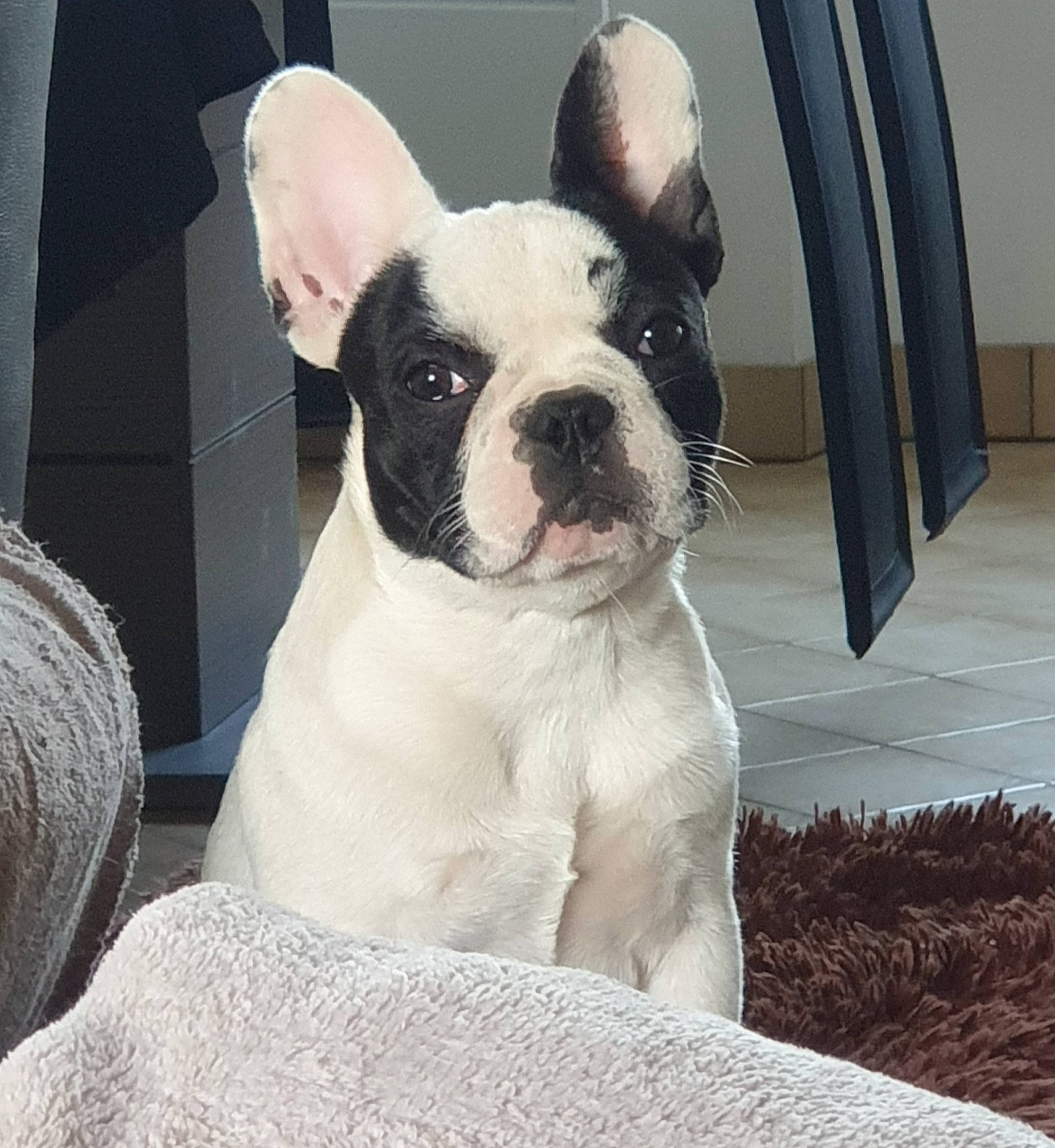 Palomée participe au concours pour gagner de l'argent avec cette photo : boston_terrier, bulldog, canidae, carnivore, companion_dog, dog, dog_breed, ear, fawn, french_bulldog, mammal, molosser, non_sporting_group, puppy, rare_breed_dog, snout, sporting_group, toy_bulldog, vertebrate, whiskers