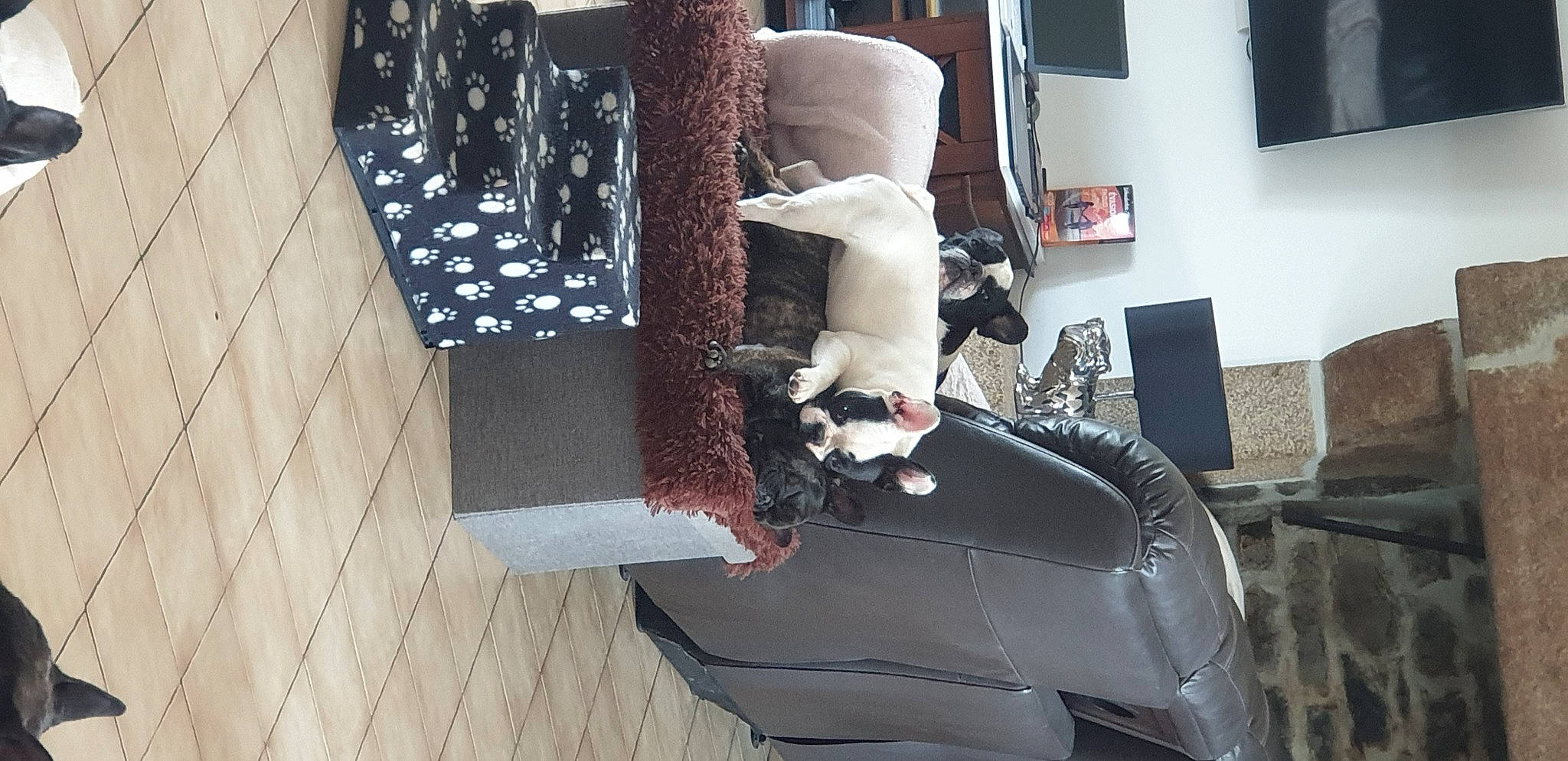 Palomée participe au concours pour gagner de l'argent avec cette photo : canidae, fawn, fur, non_sporting_group, tail