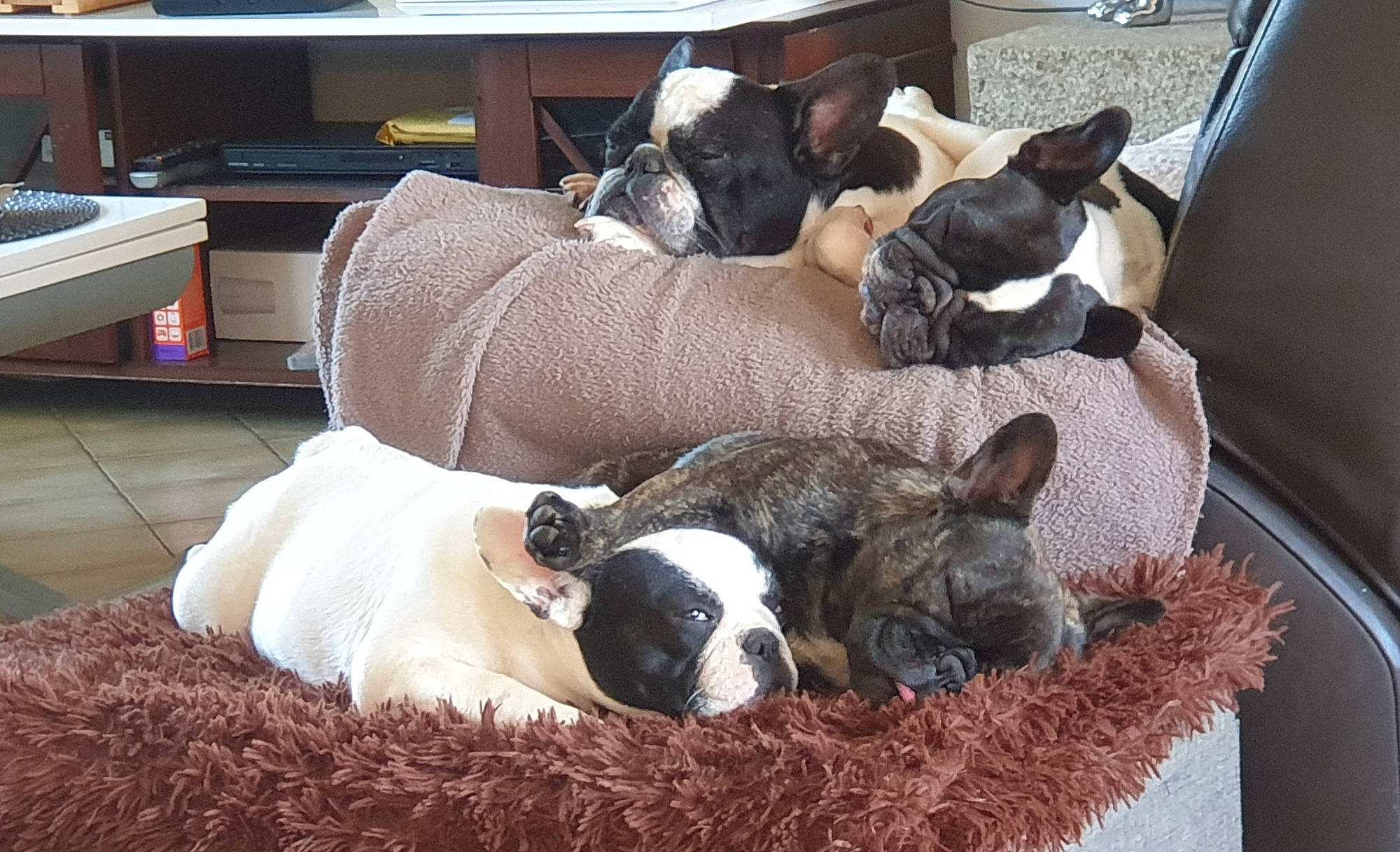 Palomée participe au concours pour gagner de l'argent avec cette photo : boston_terrier, canidae, carnivore, companion_dog, dog, dog_breed, fawn, french_bulldog, mammal, nap, non_sporting_group, puppy, snout, vertebrate