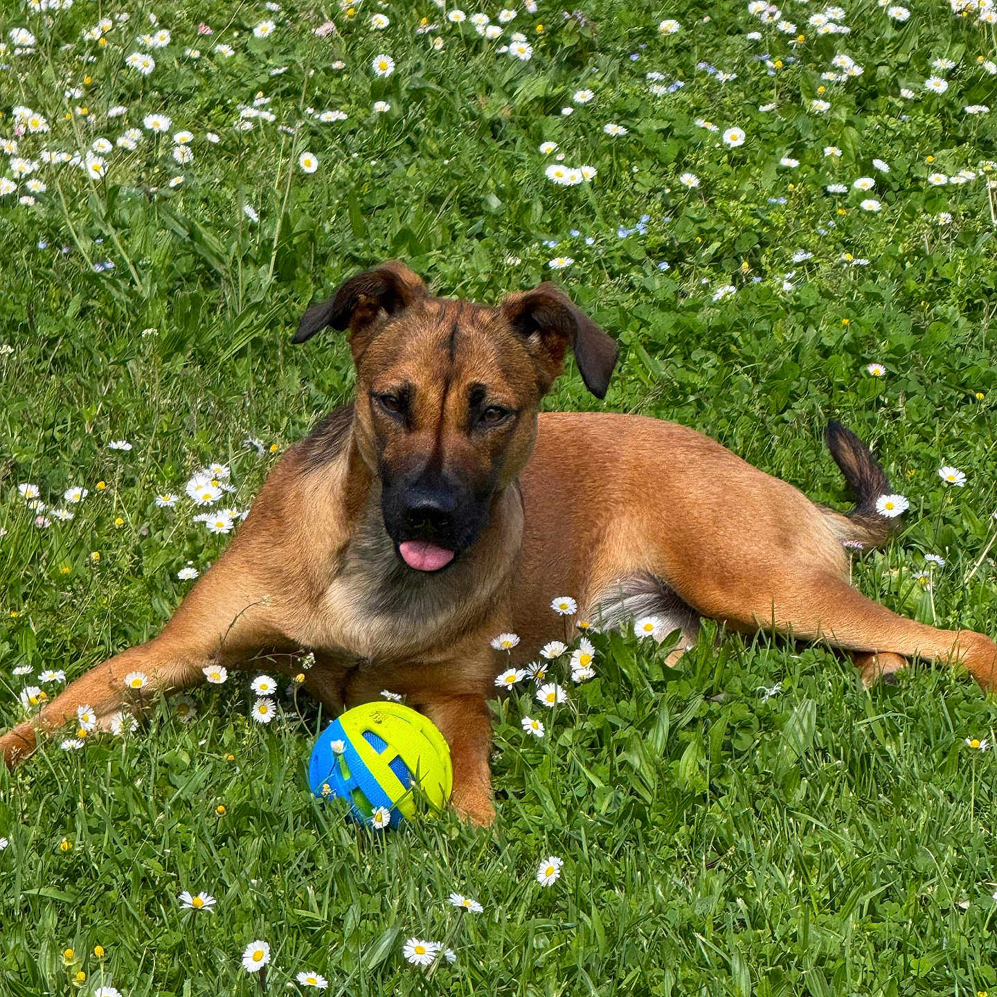 Louna a rejoint le concours — aidez-le/la à gagner de superbes lots ! animal, ball, canine, cute, daisy, dog, field, flower, grass, greenery, happy, leisure, nature, outdoor, pet, playful, relaxing, summer, sunlight, tongue_out