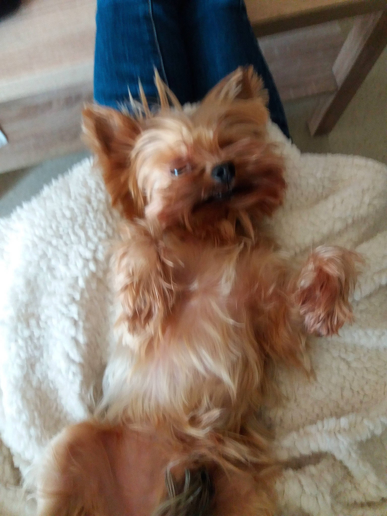 Levis a rejoint le concours — aidez-le/la à gagner de superbes lots ! australian_silky_terrier, canidae, carnivore, chinese_imperial_dog, companion_dog, dog, dog_breed, fawn, maltepoo, mammal, morkie, puppy, rare_breed_dog, shih_tzu, small_terrier, terrier, toy_dog, vertebrate, yorkipoo, yorkshire_terrier