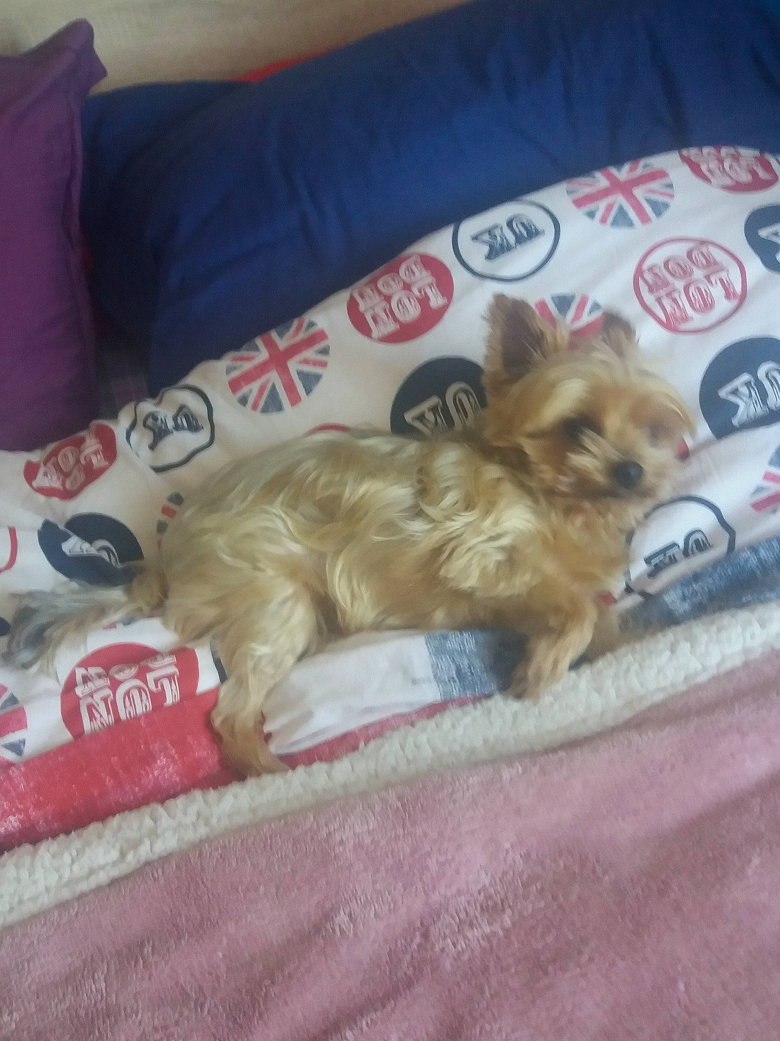 Levis participe au concours pour gagner de l'argent avec cette photo : cairn_terrier, canidae, carnivore, chinese_imperial_dog, companion_dog, dog, dog_breed, fawn, lhasa_apso, morkie, norwich_terrier, pomeranian, puppy, rare_breed_dog, shih_tzu, small_terrier, spitz, terrier, toy_dog, yorkshire_terrier