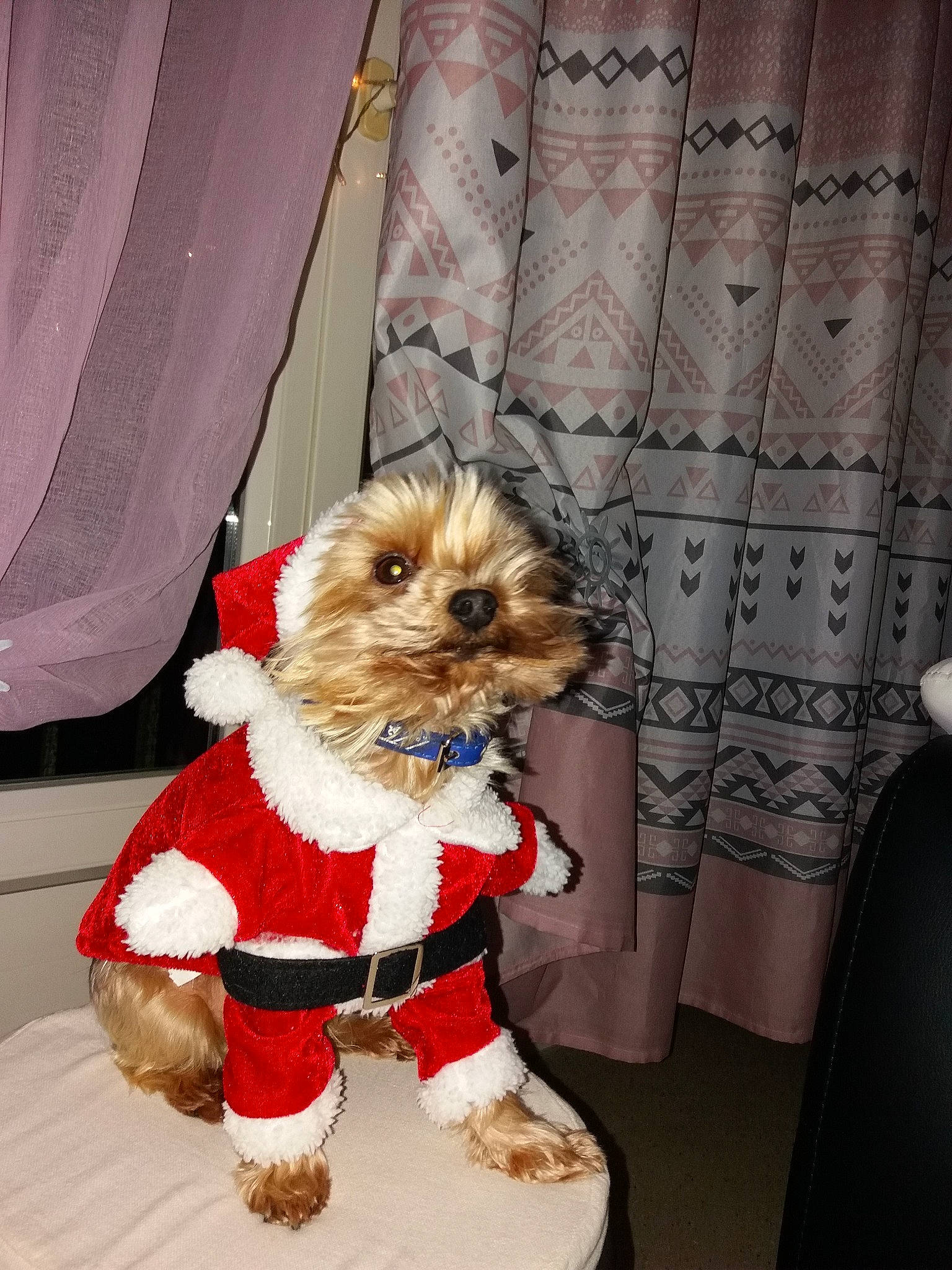 Levis a rejoint le concours — aidez-le/la à gagner de superbes lots ! canidae, carnivore, cavachon, chinese_imperial_dog, companion_dog, dog, dog_breed, dog_clothes, lhasa_apso, maltese, mammal, morkie, puppy, schnoodle, shih_tzu, small_terrier, sporting_group, terrier, toy_dog, yorkshire_terrier