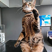 Raphie a rejoint le concours — aidez-le/la à gagner de superbes lots ! carnivore, cat, claw, domestic_short_haired_cat, felidae, fur, kitchen_utensil, lynx, metal, paw, small_to_medium_sized_cats, snout, tail, terrestrial_animal, whiskers, wildlife