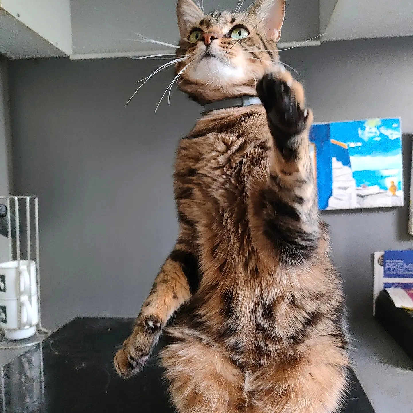 Raphie