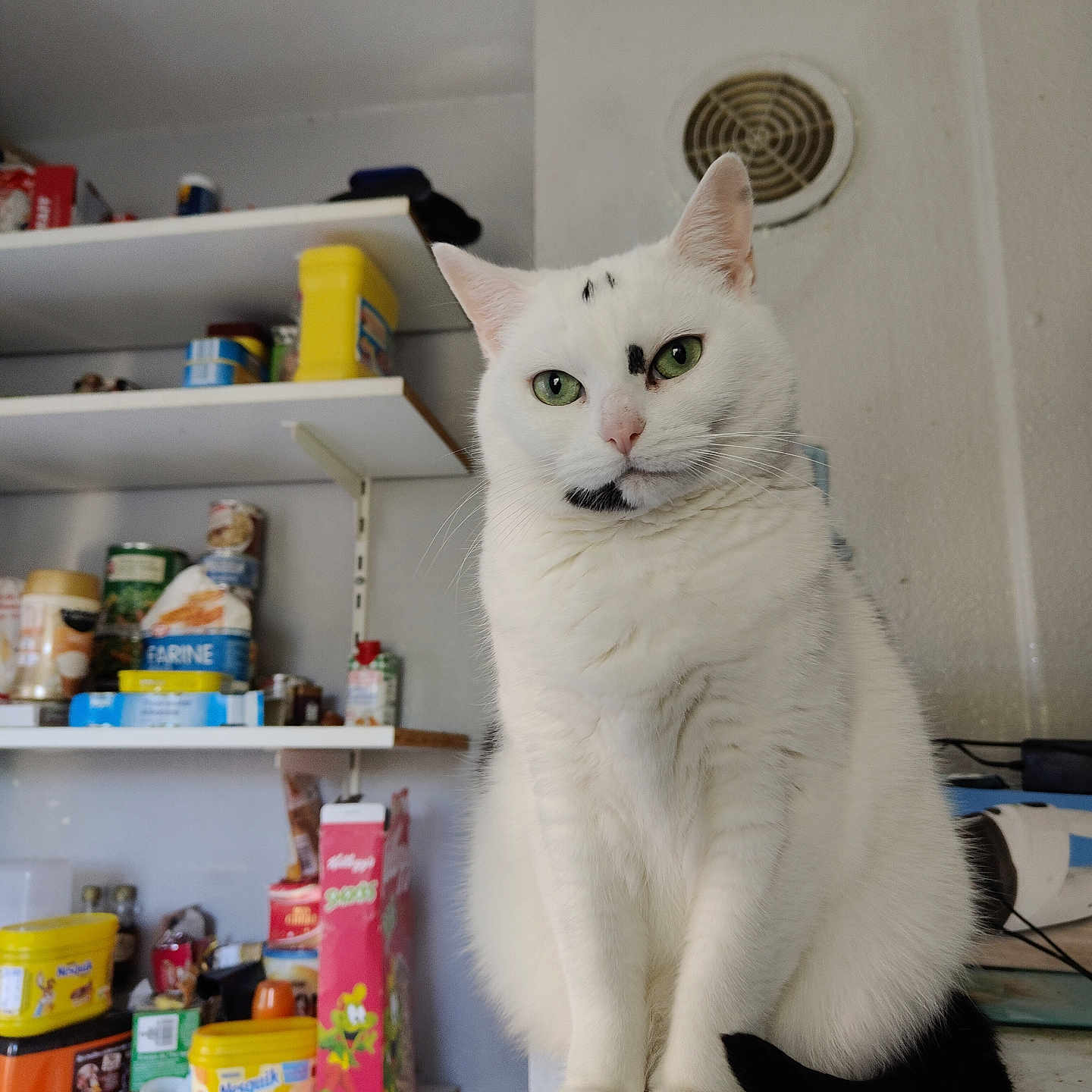Naïa a rejoint le concours — aidez-le/la à gagner de superbes lots ! abyssinian, aluminium, animal, bookcase, box, can, cannedgoods, cat, closet, cup, cupboard, food, furniture, manx, pantry, pet, shelf, siamese, tin, wood