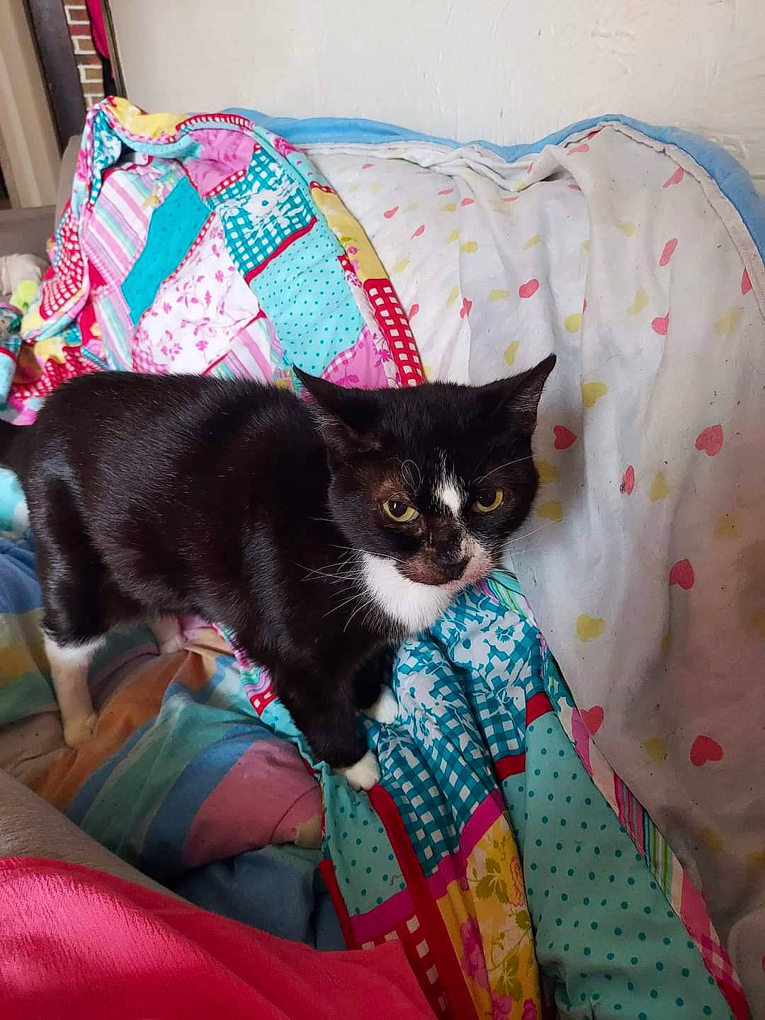 Mimie a rejoint le concours — aidez-le/la à gagner de superbes lots ! bed, bed_sheet, bedding, blanket, carnivore, cat, cat_supply, comfort, creative_arts, felidae, fur, linens, pattern, pet_supply, pillow, room, small_to_medium_sized_cats, tail, throw_pillow, whiskers