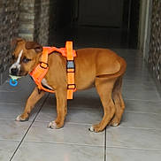 Aïko a rejoint le concours — aidez-le/la à gagner de superbes lots ! dog, puppy, orange_harness, pacifier, tile_floor, hallway, brown_dog, pet, animal, indoor, curious, young_dog, four_legs, looking_sideways, domestic_animal, muzzle, ears, tail, floor_tiles, walls