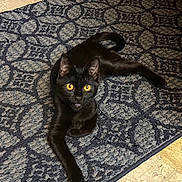 Iris is registered to the contest to win money with this photo: black_cat, cat, yellow_eyes, pet, animal, indoor, rug, patterned_rug, floor, feline, looking, lying_down, curious, domestic_cat, whiskers, ears, tail, alert, home, cute