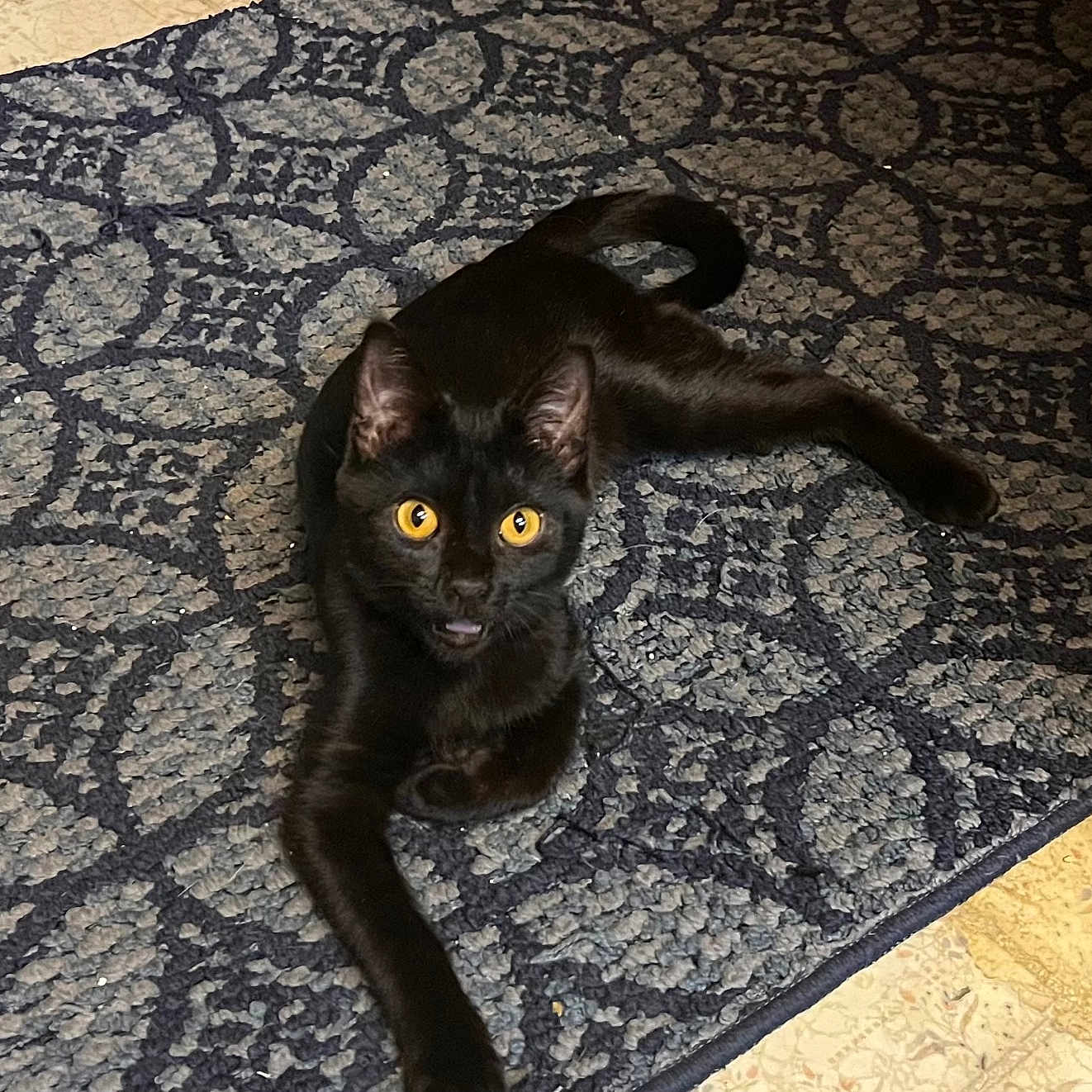 Iris is registered to the contest to win money with this photo: black_cat, cat, yellow_eyes, pet, animal, indoor, rug, patterned_rug, floor, feline, looking, lying_down, curious, domestic_cat, whiskers, ears, tail, alert, home, cute