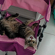 Bloom participe au concours pour gagner de l'argent avec cette photo : bag, cat, cute, feline, foot, fur, home, indoor, metal_frame, open_mouth, paws, pet, pink, playful, relaxed, stroller, tabby, tile_floor, upside_down, whiskers