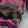 bag, cat, cute, feline, foot, fur, home, indoor, metal_frame, open_mouth, paws, pet, pink, playful, relaxed, stroller, tabby, tile_floor, upside_down, whiskers