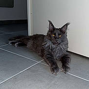 Viking participe au concours pour gagner de l'argent avec cette photo : abyssinian, accessories, angora, animal, blackcat, brasssection, cat, door, gray, hardwood, horn, indoors, kitten, manx, musicalinstrument, pet, slate, strap, tile, wood