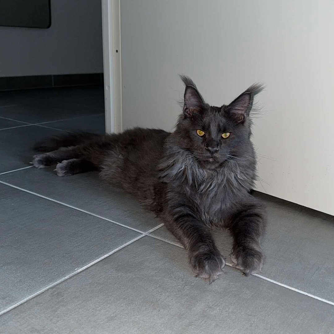 Viking participe au concours pour gagner de l'argent avec cette photo : abyssinian, accessories, angora, animal, blackcat, brasssection, cat, door, gray, hardwood, horn, indoors, kitten, manx, musicalinstrument, pet, slate, strap, tile, wood