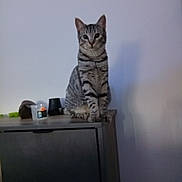 Prince a rejoint le concours — aidez-le/la à gagner de superbes lots ! cat, tabby, indoor, furniture, cabinet, pet, animal, sitting, looking, curious, ears, whiskers, fur, striped, domestic, mammal, calm, attention, home, portrait