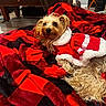 Cookie participe au concours pour gagner de l'argent avec cette photo : dog, pet, blanket, red, black, fur, canine, cozy, indoor, floor, clothing, outfit, relaxing, cute, small_dog, fur_texture, resting, domestic_animal, warm, plaid