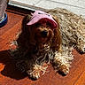 Cookie participe au concours pour gagner de l'argent avec cette photo : dog, pet, indoor, sunlight, wooden_floor, curly_fur, pink_visor, relaxed, lounging, window, shadow, vase, decor, home, animal, canine, floor, fur, cute, accessory