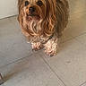 dog, small_dog, indoor, floor, tile_floor, bow, pet, curious, looking_up, fur, cute, companion, animal, mammal, domestic_animal, standing, brown_fur, long_hair, adorable, house