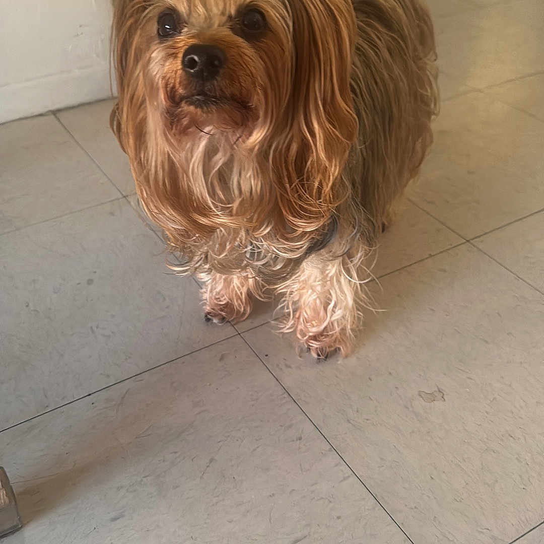 Cookie a rejoint le concours — aidez-le/la à gagner de superbes lots ! dog, small_dog, indoor, floor, tile_floor, bow, pet, curious, looking_up, fur, cute, companion, animal, mammal, domestic_animal, standing, brown_fur, long_hair, adorable, house