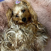 Cookie participe au concours pour gagner de l'argent avec cette photo : dog, fluffy, long_hair, curly_fur, pink_blanket, hair_accessory, heart_shape, cute, pet, relaxed, sleepy, indoor, close_up, animal, mammal, small_dog, fur, lying_down, cozy, adorable