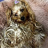 dog, fluffy, long_hair, curly_fur, pink_blanket, hair_accessory, heart_shape, cute, pet, relaxed, sleepy, indoor, close_up, animal, mammal, small_dog, fur, lying_down, cozy, adorable