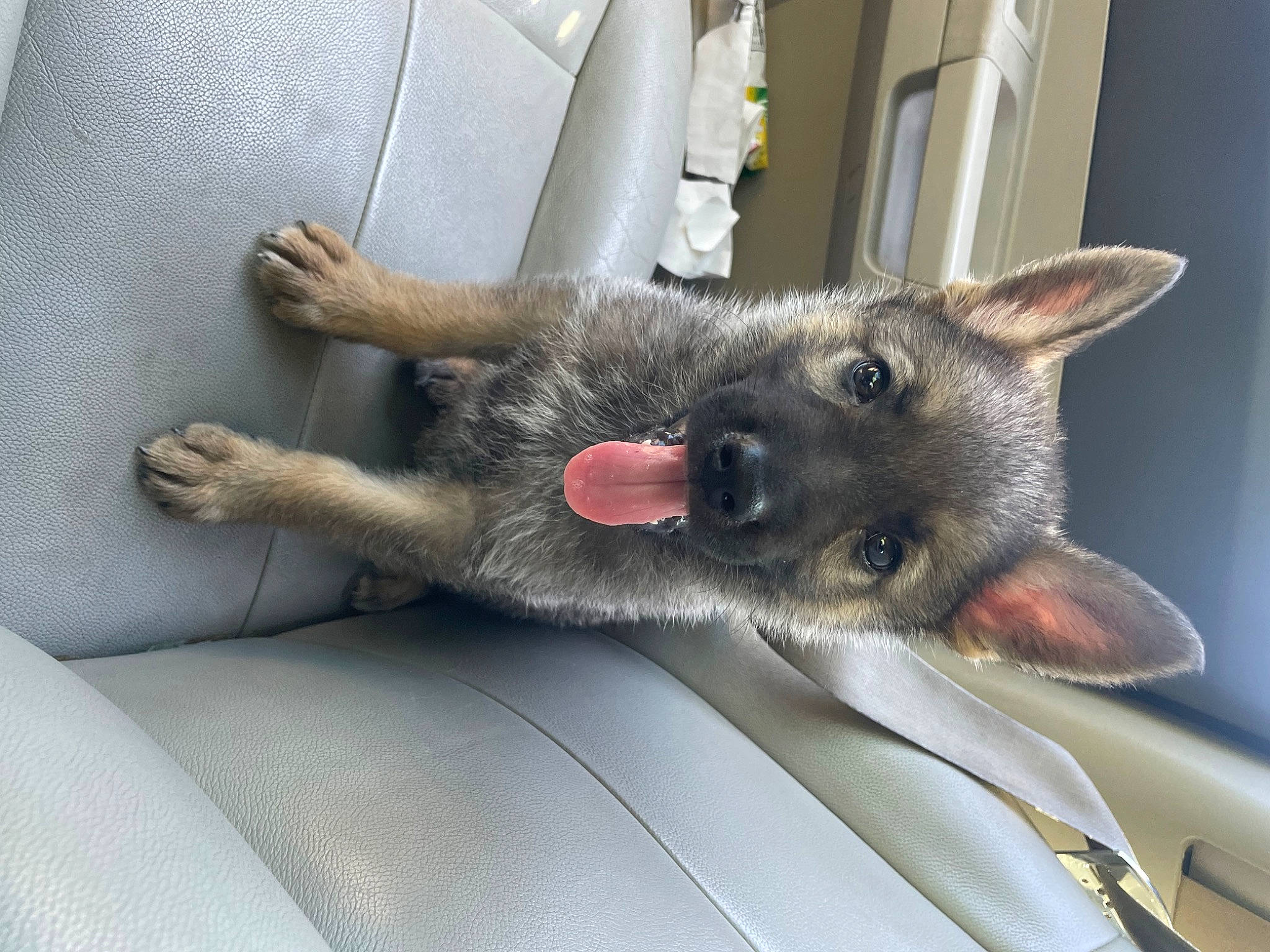 Zeus is registered to the contest to win money with this photo: canidae, carnivore, claw, companion_dog, dog, dog_breed, domestic_short_haired_cat, ear, fawn, felidae, foot, fur, gesture, paw, small_to_medium_sized_cats, snout, sporting_group, whiskers, windshield, working_animal