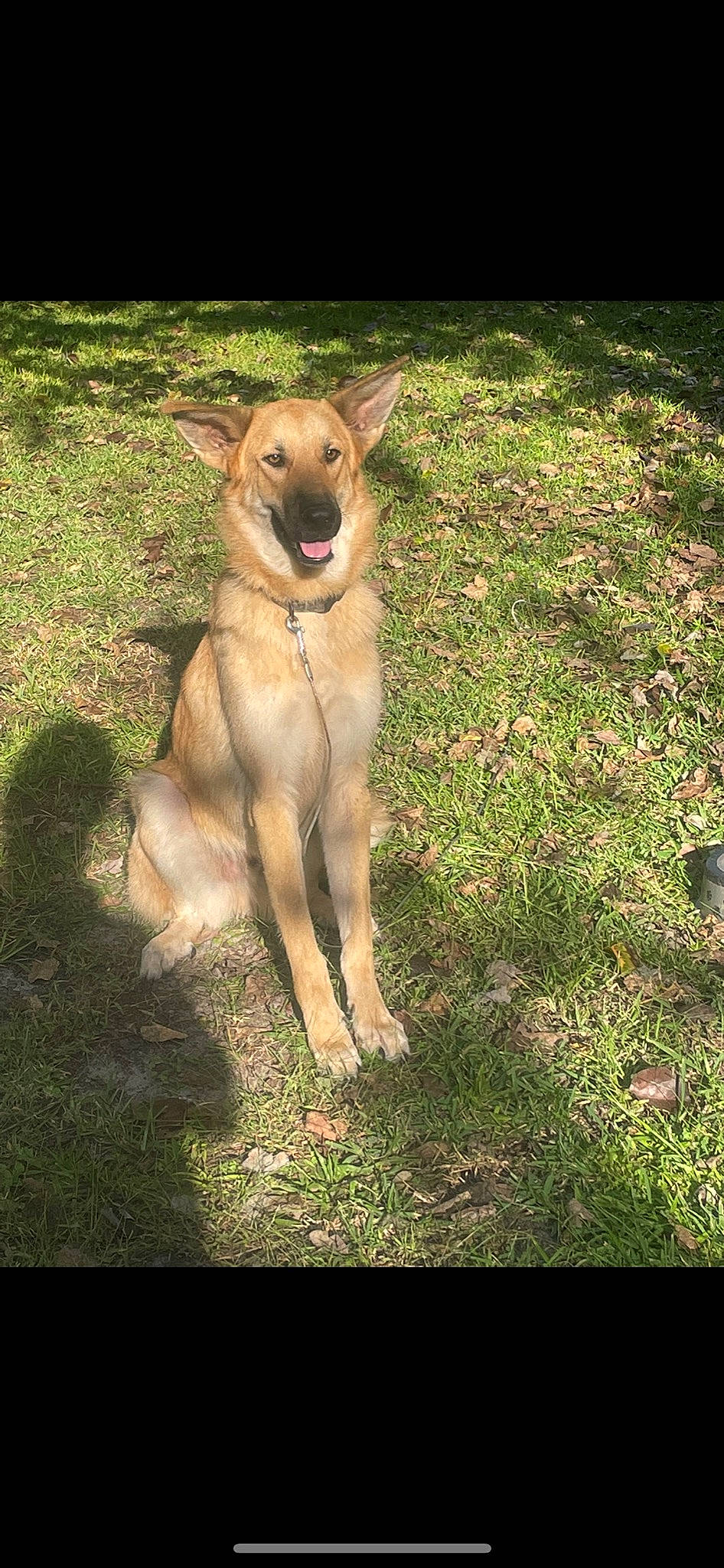 Anubis joined the competition — help win amazing prizes! canidae, carnivore, collar, companion_dog, dog, dog_breed, dog_collar, fawn, grass, plant, shadow, snout, soil, sporting_group, tail, terrestrial_animal, wildlife, working_animal, working_dog