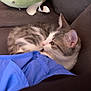 Curtis is registered to the contest to win money with this photo: cat, tabby_cat, couch, pillow, indoor, pet, feline, resting, curious, soft_fabric, green_pillow, blue_cloth, fur, domestic_animal, animal, side_view, relaxing, home, cozy, seated